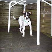 Dansk svensk gaardhund lasse