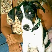 Dansk svensk gaardhund lasse