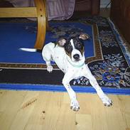 Dansk svensk gaardhund lasse