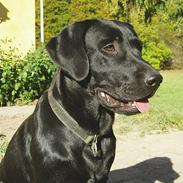 Labrador retriever Beryl´s Christian