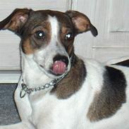 Dansk svensk gaardhund Freja