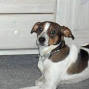 Dansk svensk gaardhund Freja