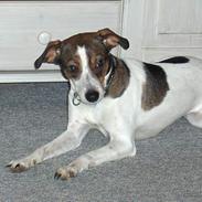 Dansk svensk gaardhund Freja