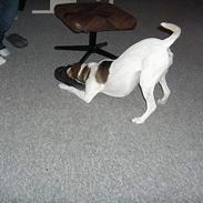 Dansk svensk gaardhund Freja