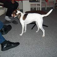 Dansk svensk gaardhund Freja