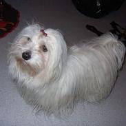 Coton de tulear Ambanja (Banja)