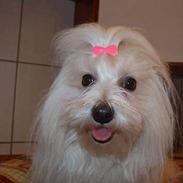 Coton de tulear Ambanja (Banja)