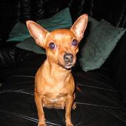 Chihuahua King