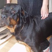 Rottweiler oscar
