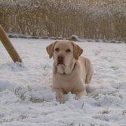 Labrador retriever Meeko
