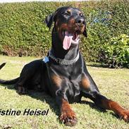 Dobermann Alvis Gromada