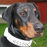 Dobermann Alvis Gromada