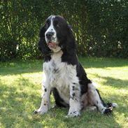 Engelsk springer spaniel Mirocchi (Louis) - Gået bort