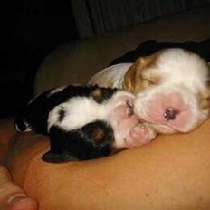 Cavalier king charles spaniel Kenzo