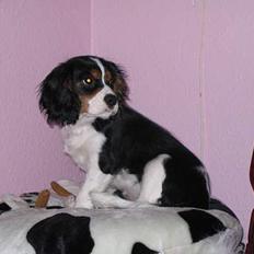 Cavalier king charles spaniel Kenzo