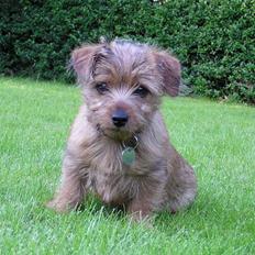 Norfolk terrier Gaia