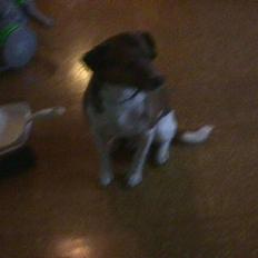 Dansk svensk gaardhund Tim