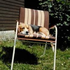 Beagle Skansehøjs Tippie 