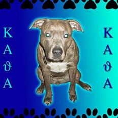 Amerikansk staffordshire terrier kaja