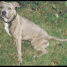 Amerikansk staffordshire terrier kaja