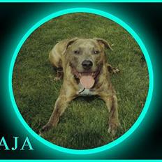 Amerikansk staffordshire terrier kaja