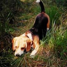 Beagle Skansehøjs Tippie 