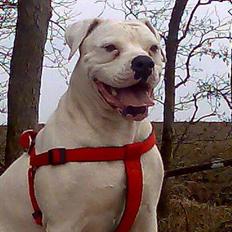 Amerikansk bulldog Wakisa