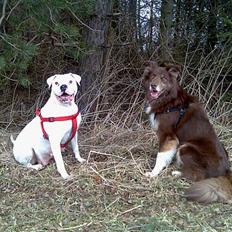 Amerikansk bulldog Wakisa