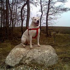 Amerikansk bulldog Wakisa