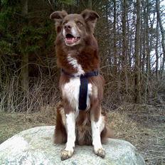 Blanding af racer Icesie SOLGT