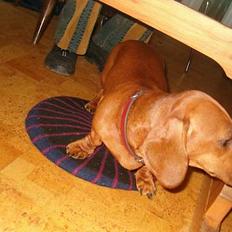 Gravhund Berta *R*I*P*  2007