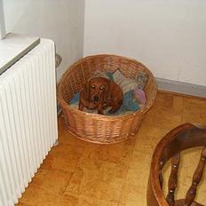 Gravhund Berta *R*I*P*  2007