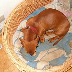 Gravhund Berta *R*I*P*  2007