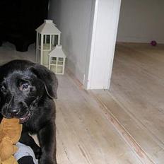 Labrador retriever Chili Sunborn FIFI