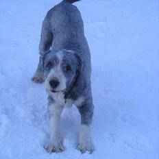 Bearded collie Hårek 