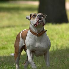Amerikansk bulldog Lundahl's Bailey R.I.P. 18. december 2012