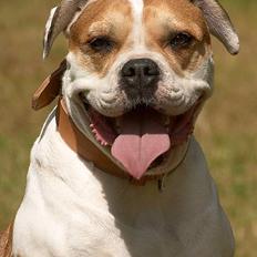 Amerikansk bulldog Lundahl's Bailey R.I.P. 18. december 2012