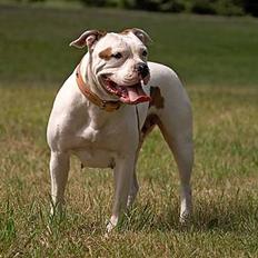 Amerikansk bulldog Kettner's Tequila R.I.P. 5/9 2011