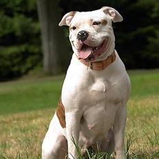 Amerikansk bulldog Kettner's Tequila R.I.P. 5/9 2011