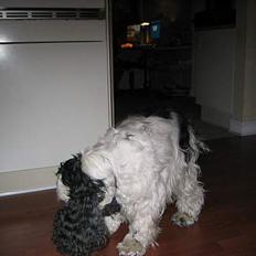 Cocker spaniel Valde