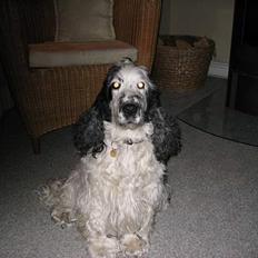 Cocker spaniel Valde