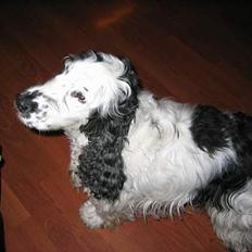 Cocker spaniel Valde
