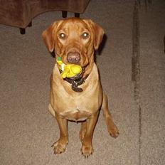 Blanding af racer Rynke