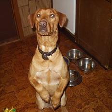 Blanding af racer Rynke