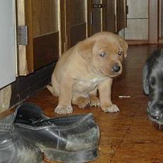 Blanding af racer Rynke