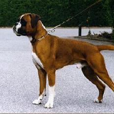 Boxer gizmo