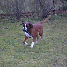 Boxer gizmo