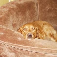 Labrador retriever Nuki