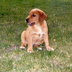 Labrador retriever Nuki