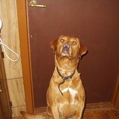 Labrador retriever Nuki